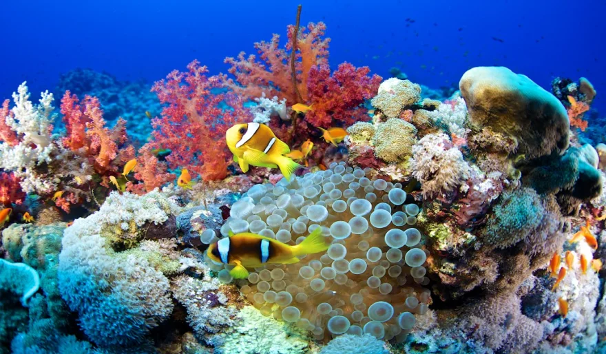 Google turns to AI to aid in the conservation of coral reefs