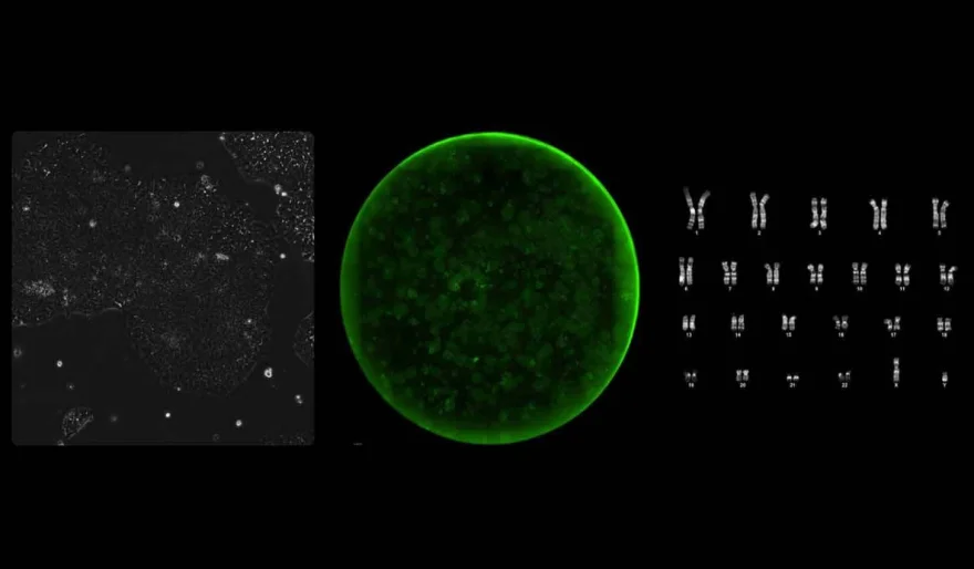 OpenAI’s Custom AI Rewrites the Rules of Cell Reprogramming—50x More Efficient Than Nobel-Winning Method